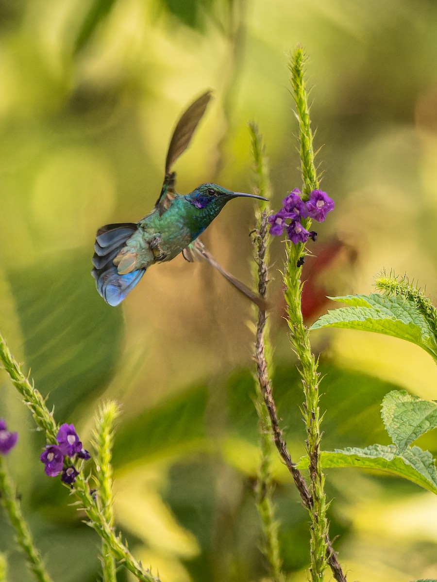 kolibřík modrouchý - ML618422217