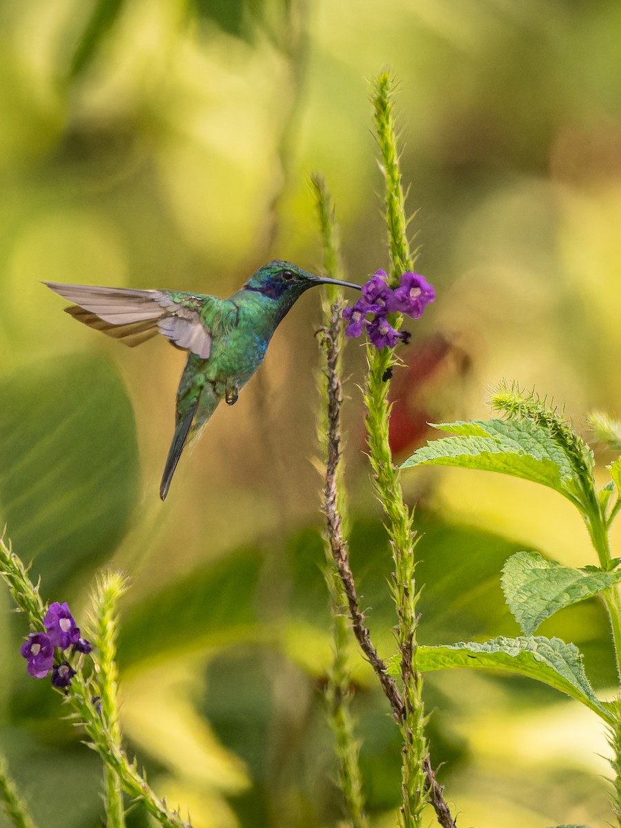 kolibřík modrouchý - ML618422218