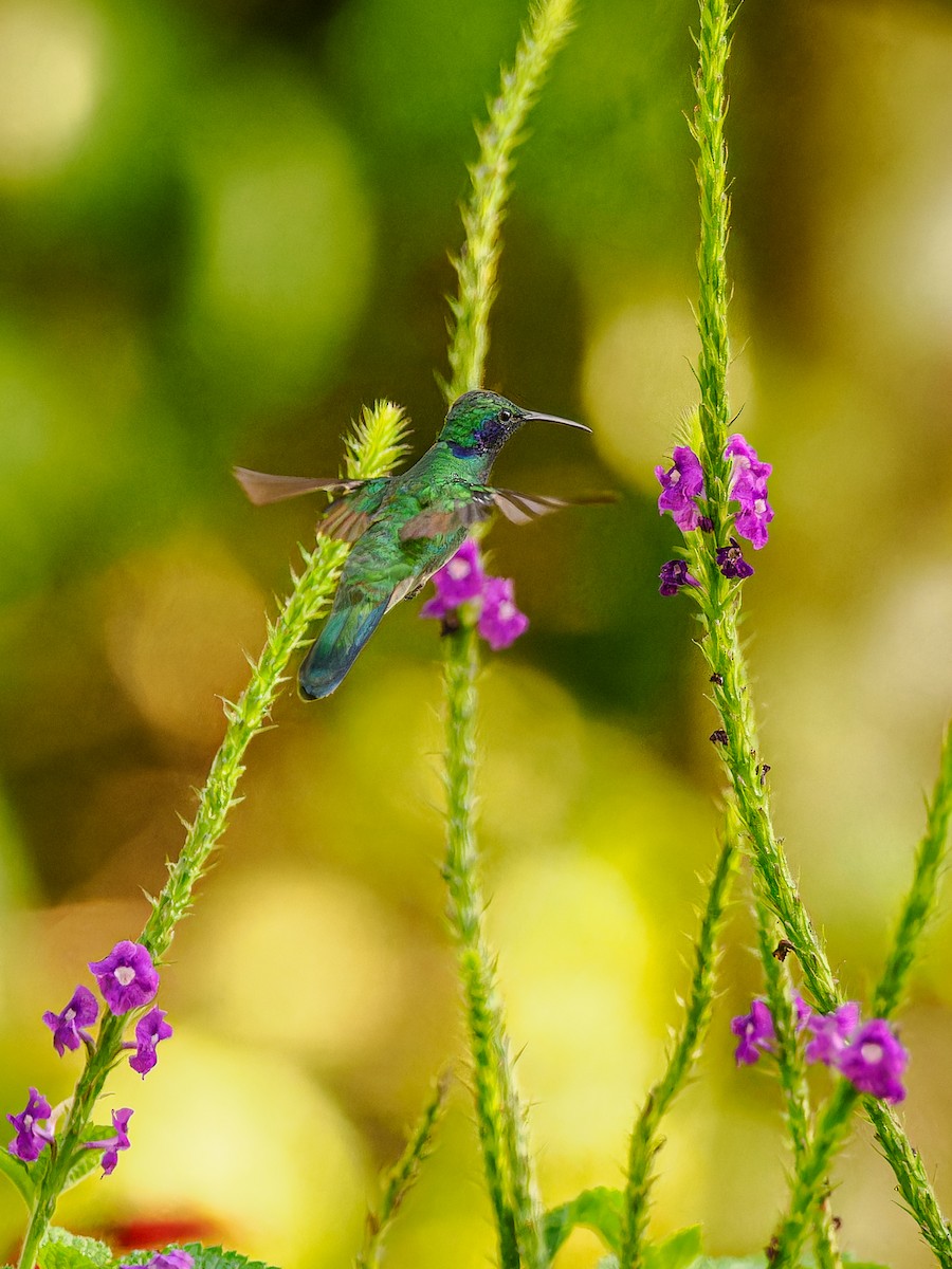 kolibřík modrouchý - ML618422219