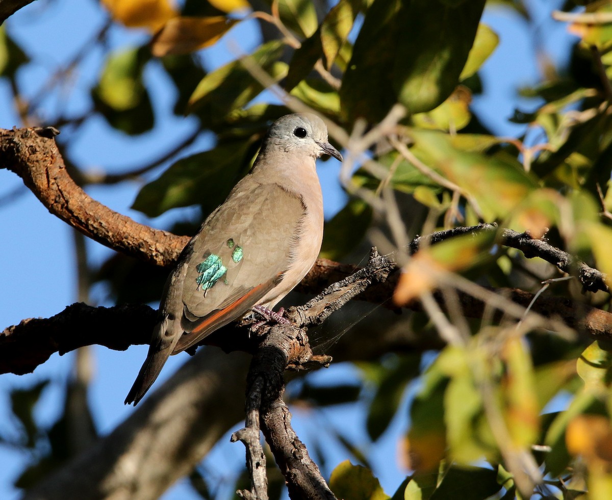 Emerald-spotted Wood-Dove - ML618422235