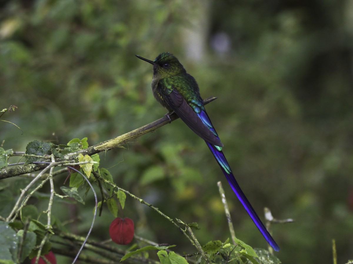 Violet-tailed Sylph - ML618422239