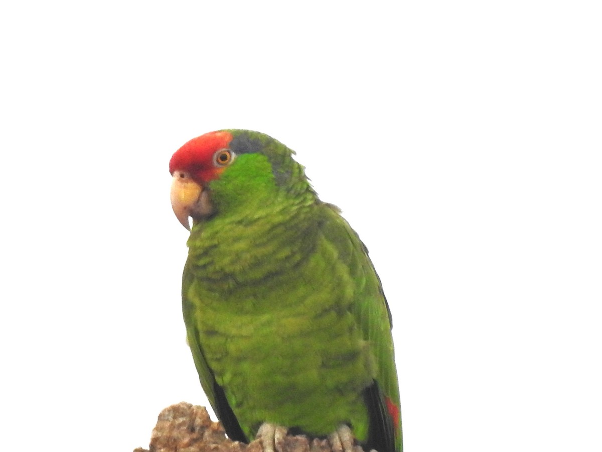 Red-crowned Parrot - T B