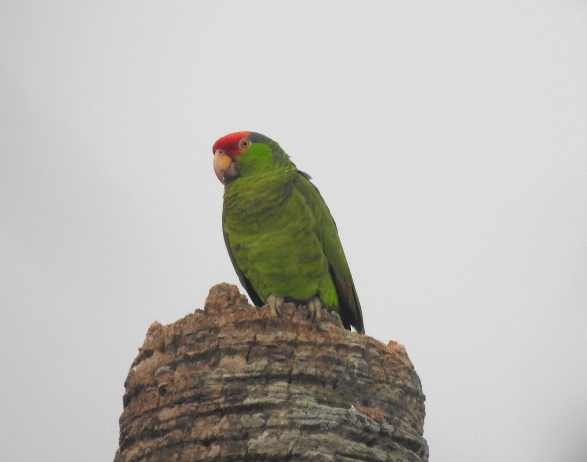 Red-crowned Parrot - ML618422257