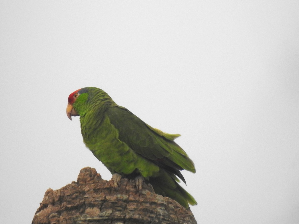Red-crowned Parrot - ML618422268