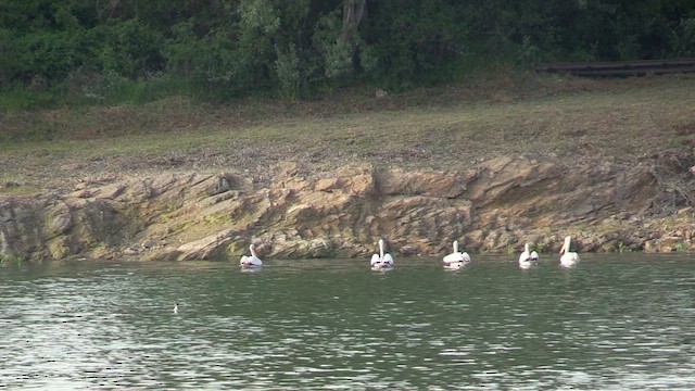pelikán kadeřavý - ML618422271
