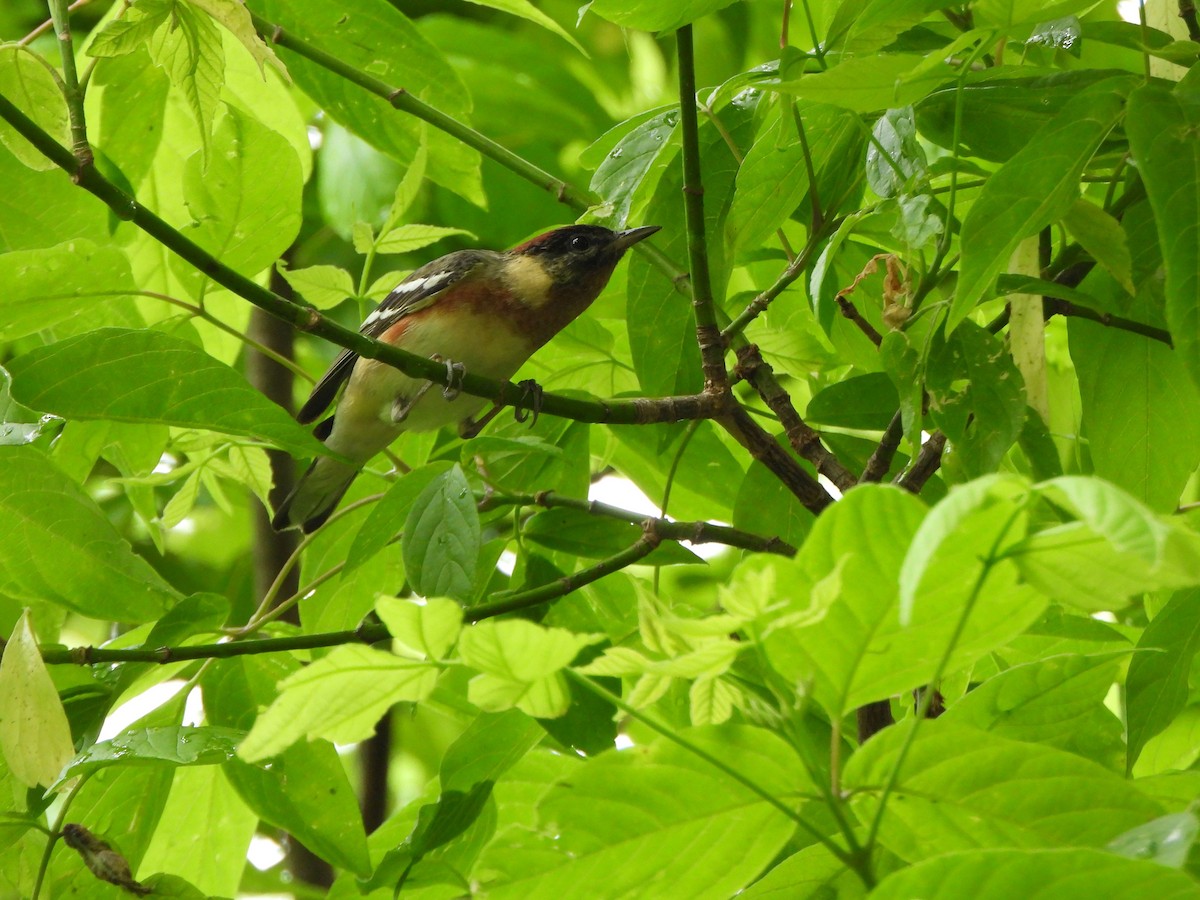 Bay-breasted Warbler - ML618422273