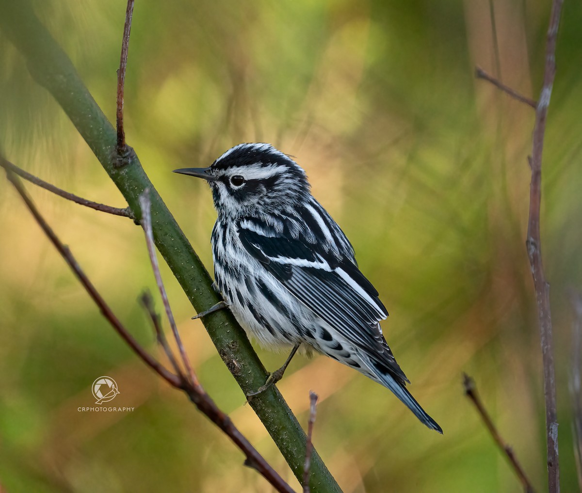 Black-and-white Warbler - Christian  Robinson