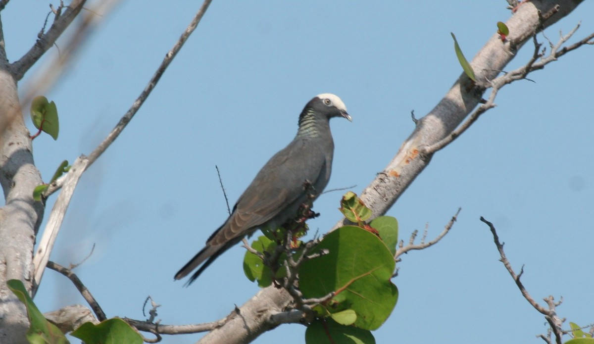 White-crowned Pigeon - ML618422316