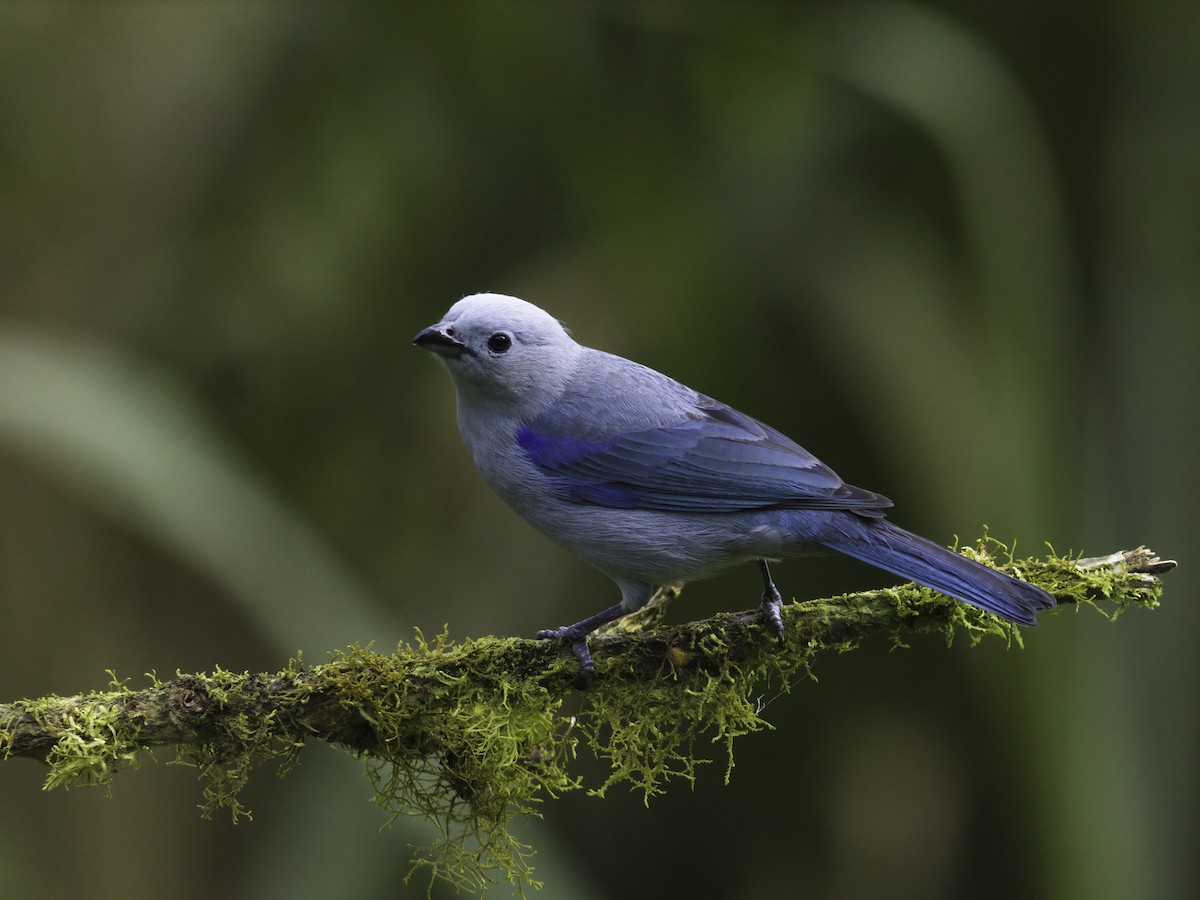 Blue-gray Tanager - ML618422326