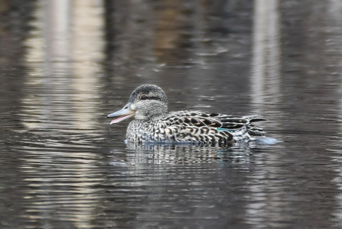 Green-winged Teal - ML618422327