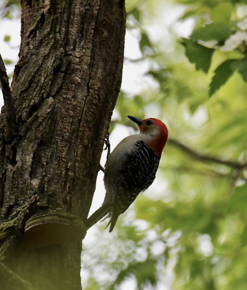 Red-bellied Woodpecker - ML618422349