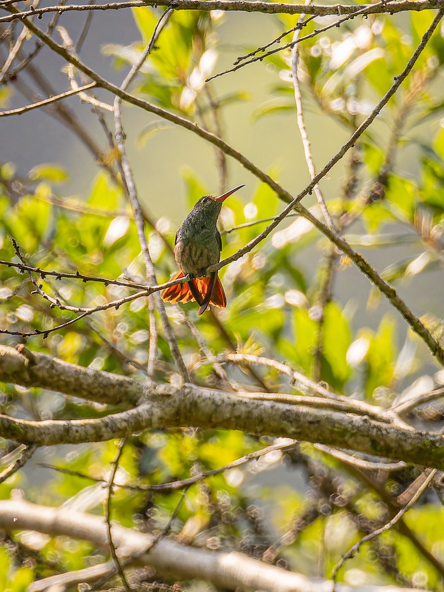 Rufous-tailed Hummingbird - ML618422356