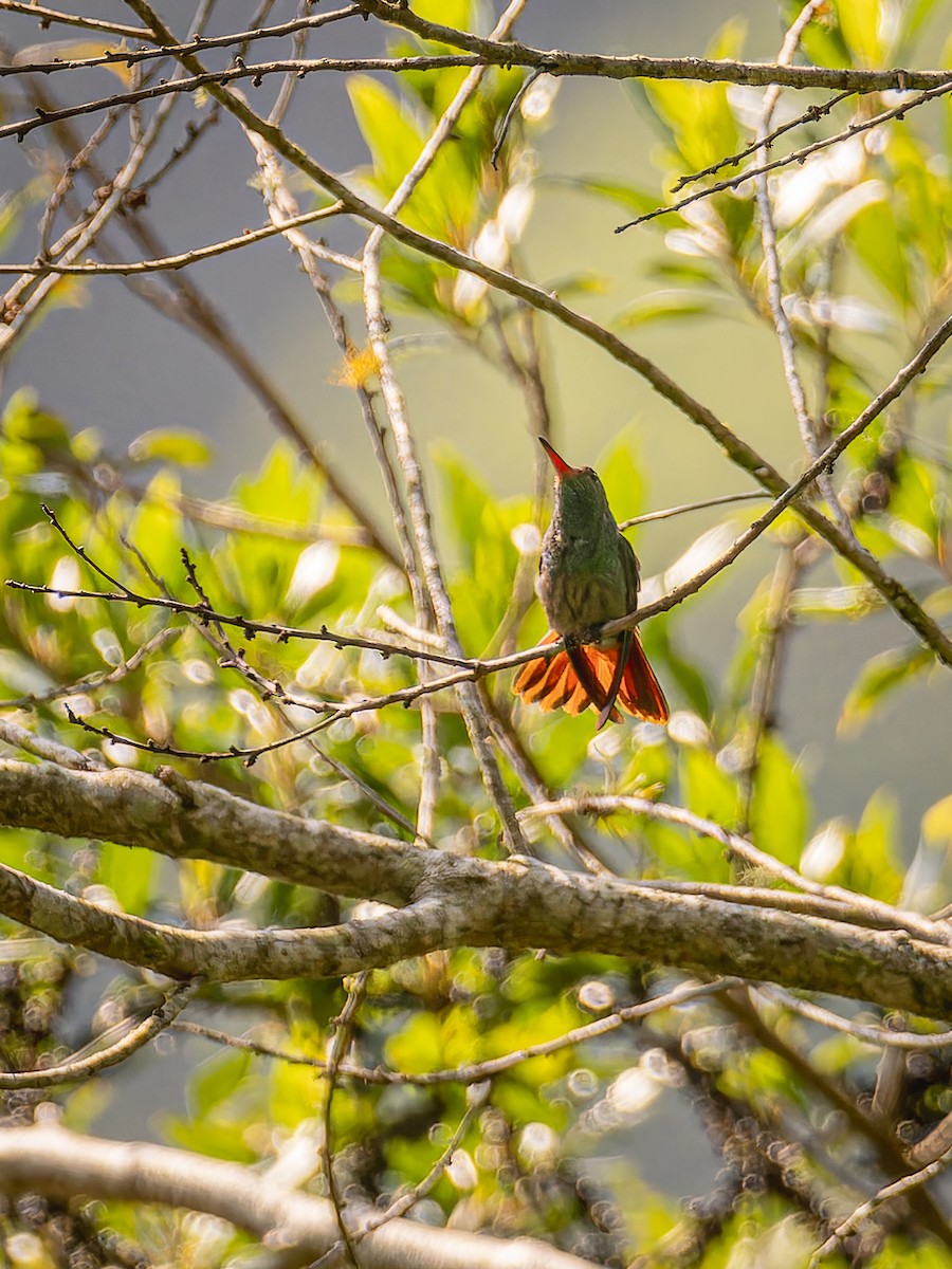 Rufous-tailed Hummingbird - ML618422357