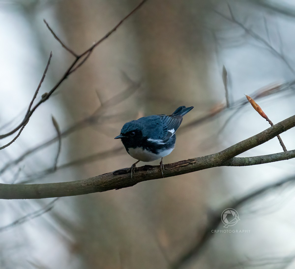 Black-throated Blue Warbler - ML618422359