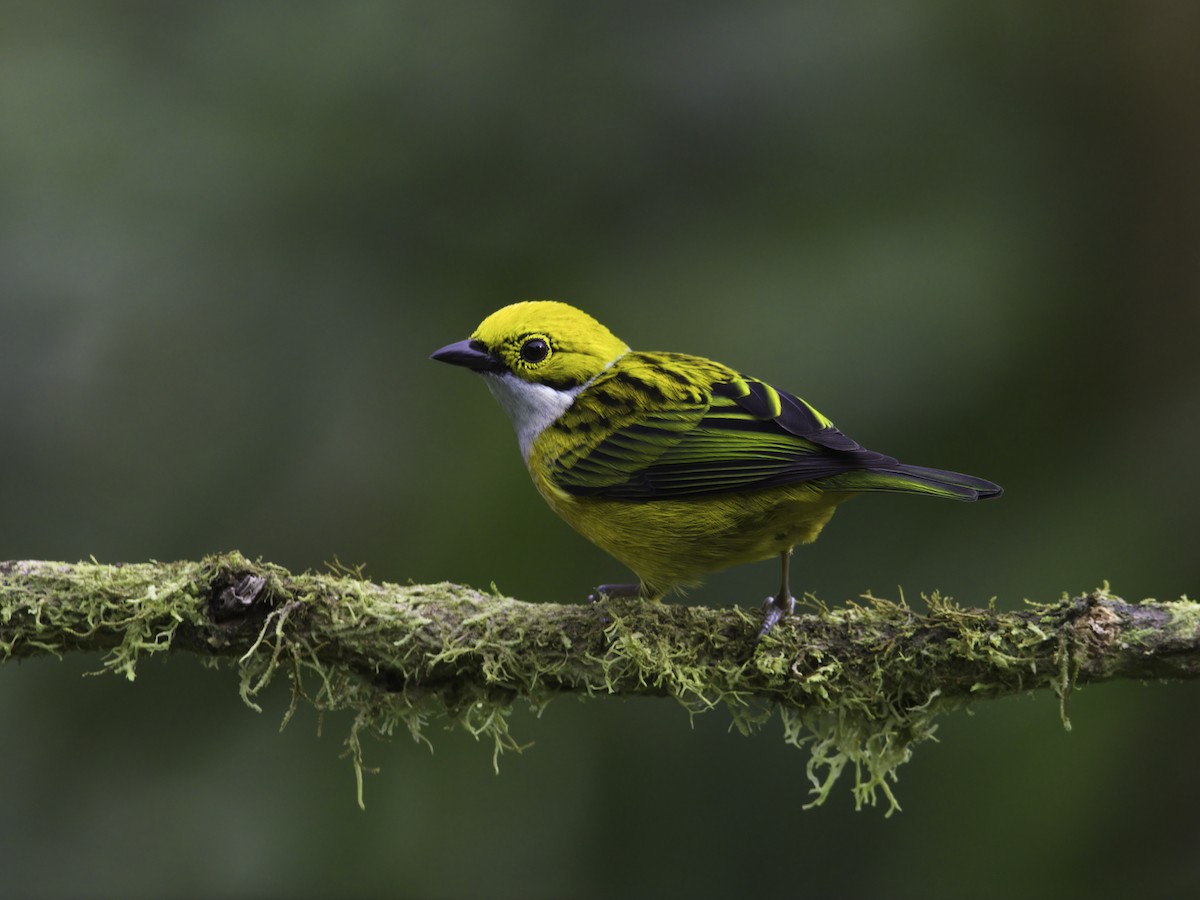 Silver-throated Tanager - ML618422362