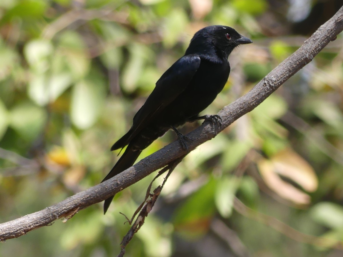Fork-tailed Drongo - ML618422365