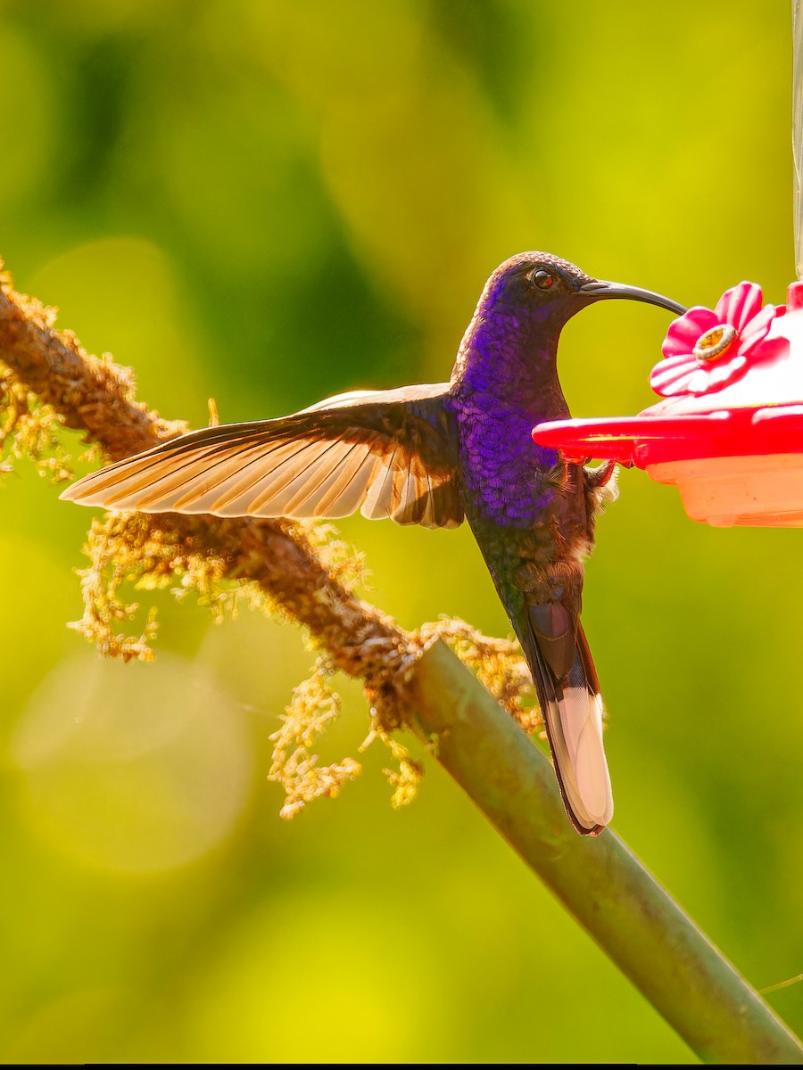 kolibřík fialkový - ML618422367