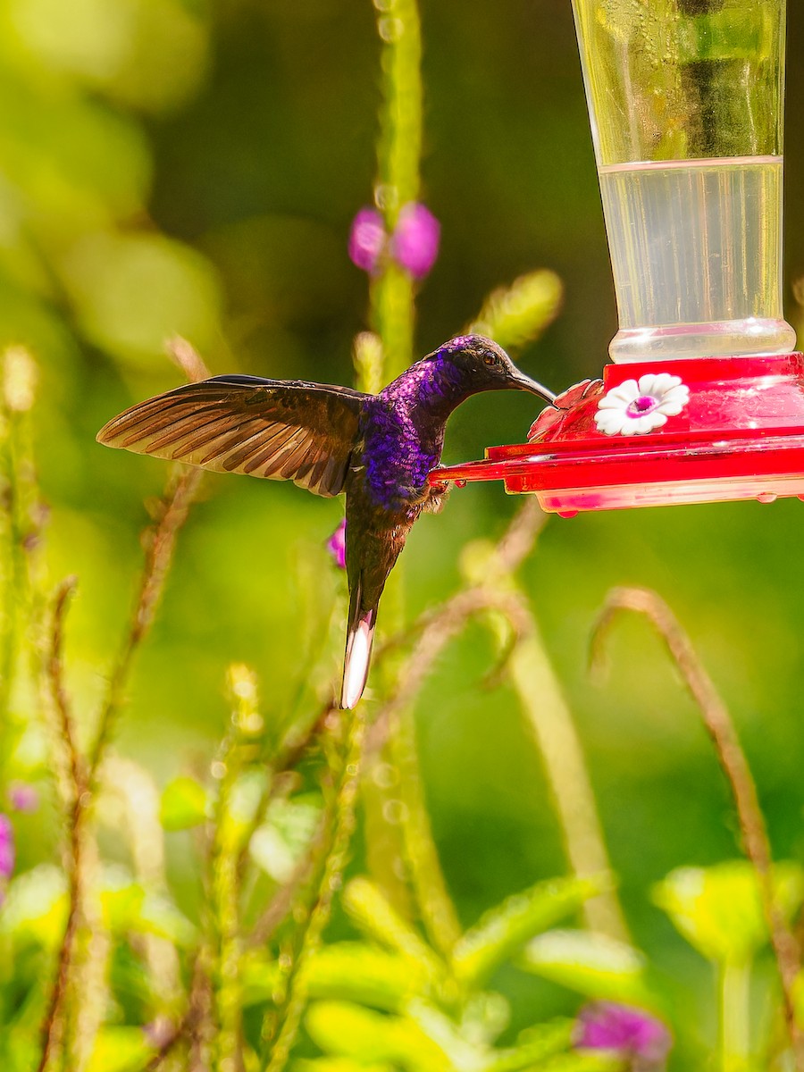 kolibřík fialkový - ML618422369