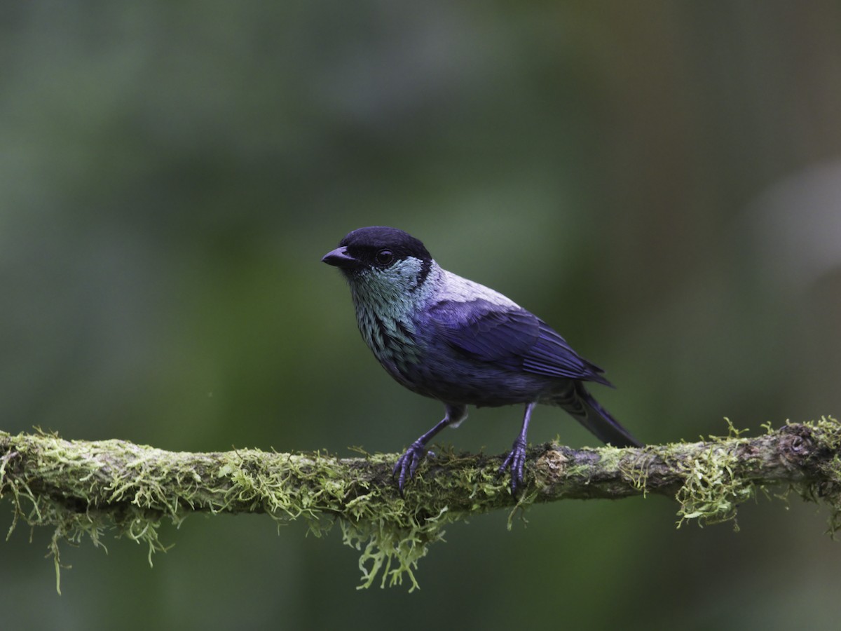 Black-capped Tanager - ML618422373