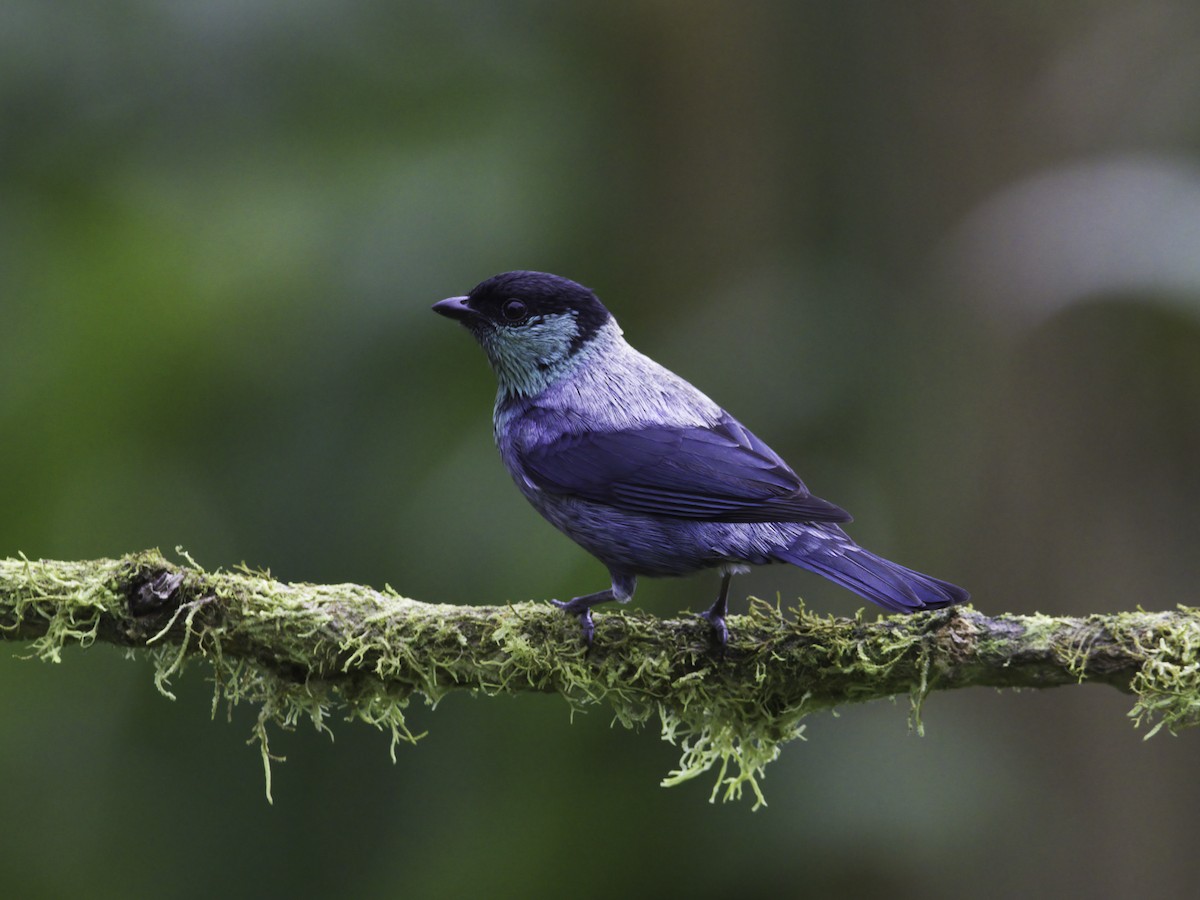 Black-capped Tanager - ML618422374