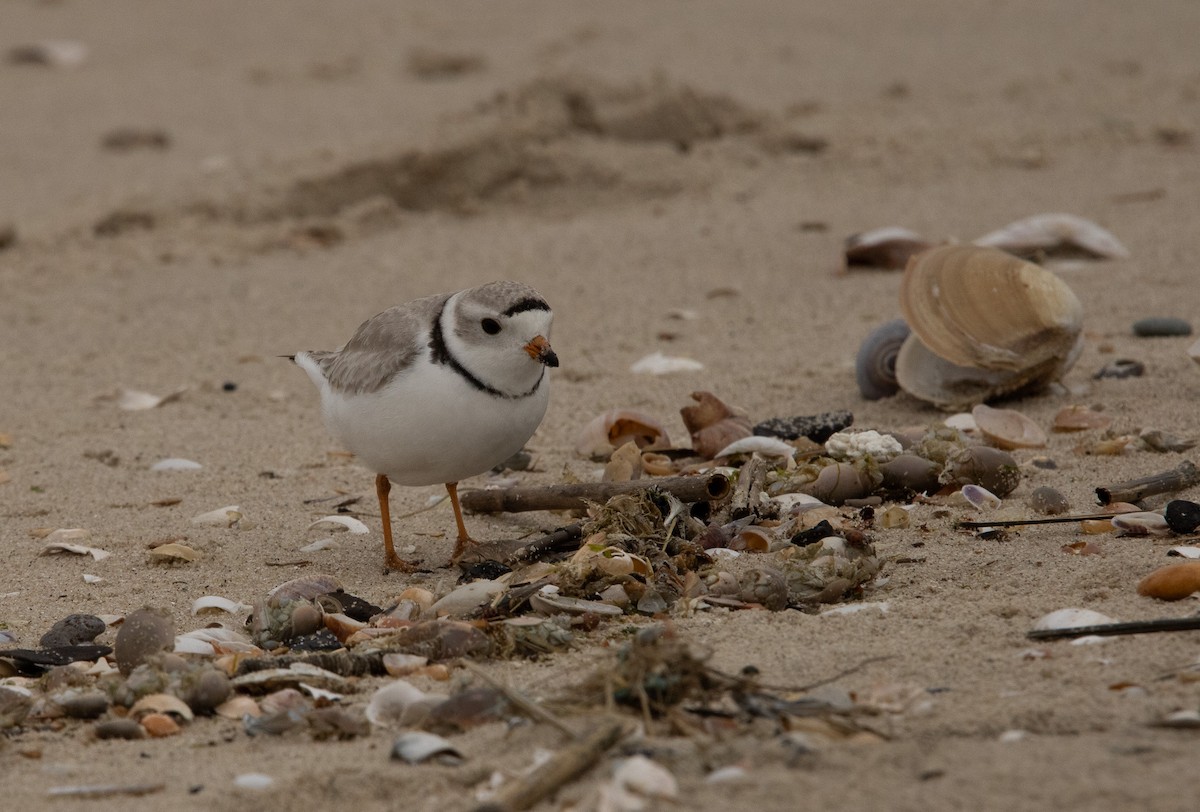 Piping Plover - ML618422380