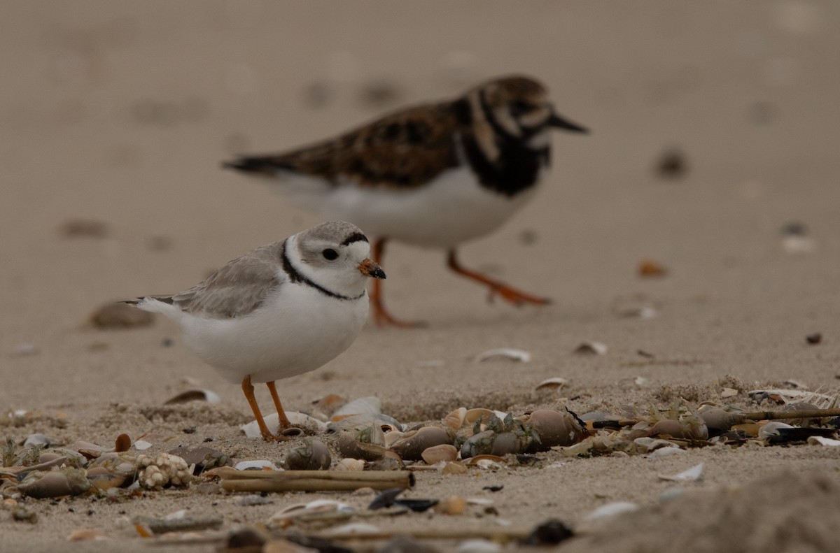 Piping Plover - ML618422382