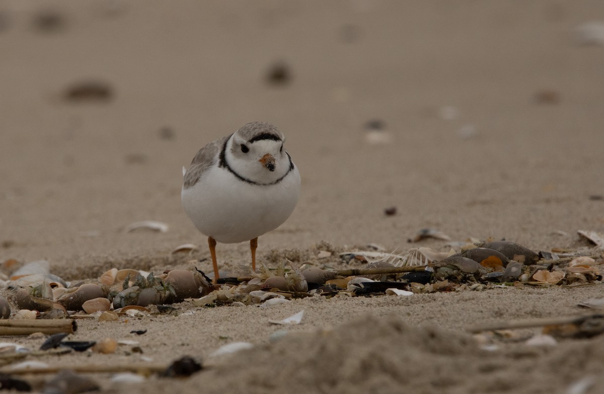 Piping Plover - ML618422383