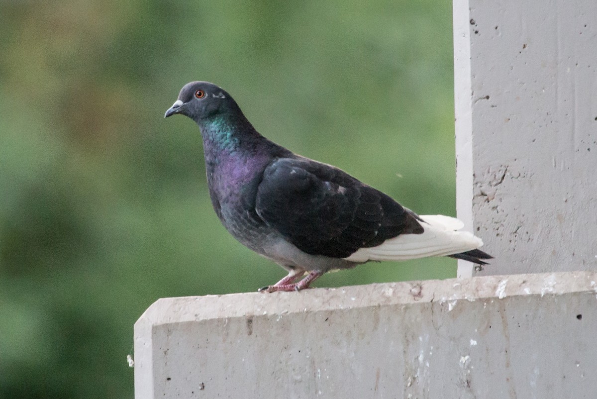 Pigeon biset (forme domestique) - ML618422384