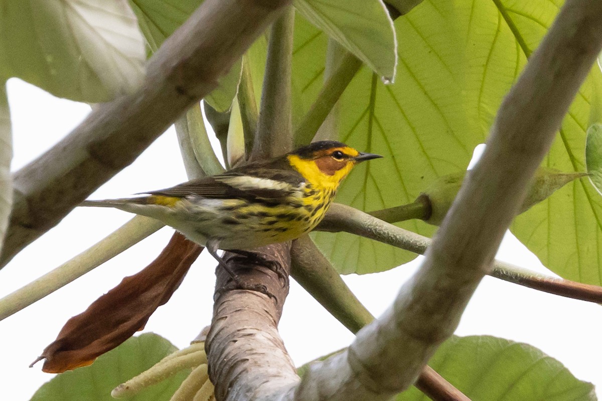 Cape May Warbler - ML618422396