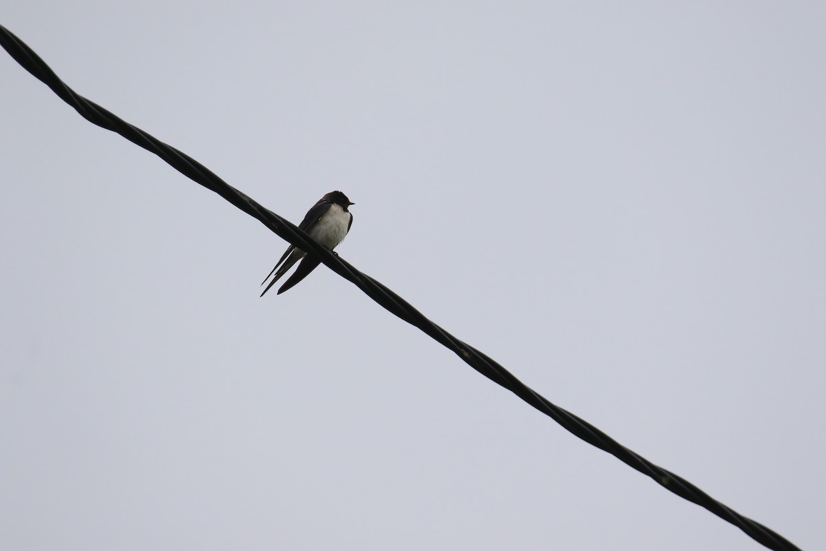Barn Swallow - ML618422419