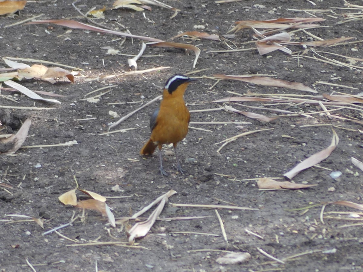 White-browed Robin-Chat - ML618422423