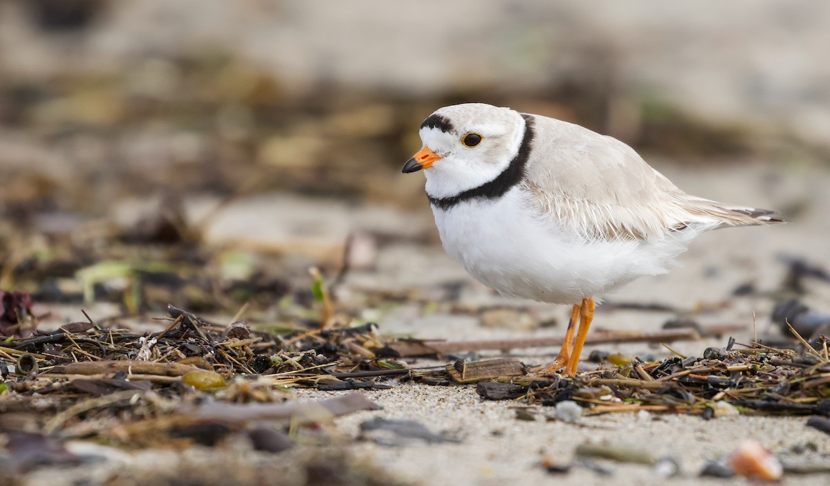 Piping Plover - ML618422449