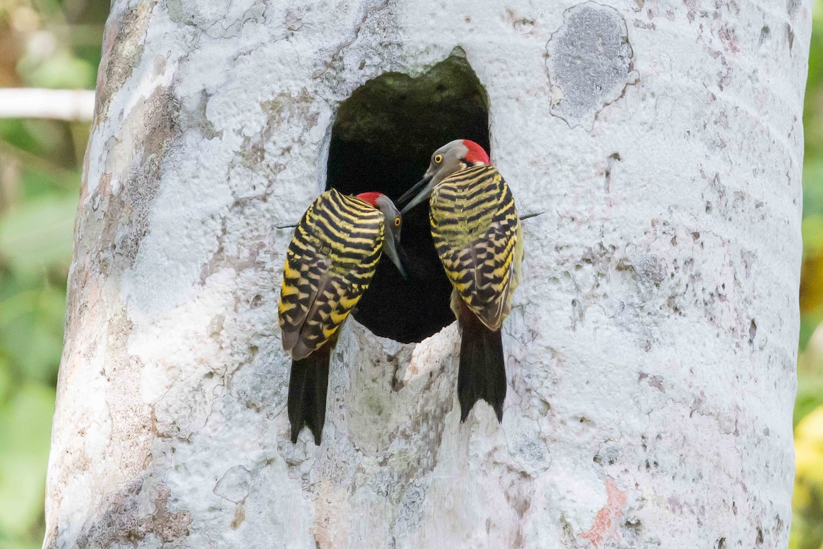 Hispaniolan Woodpecker - ML618422455