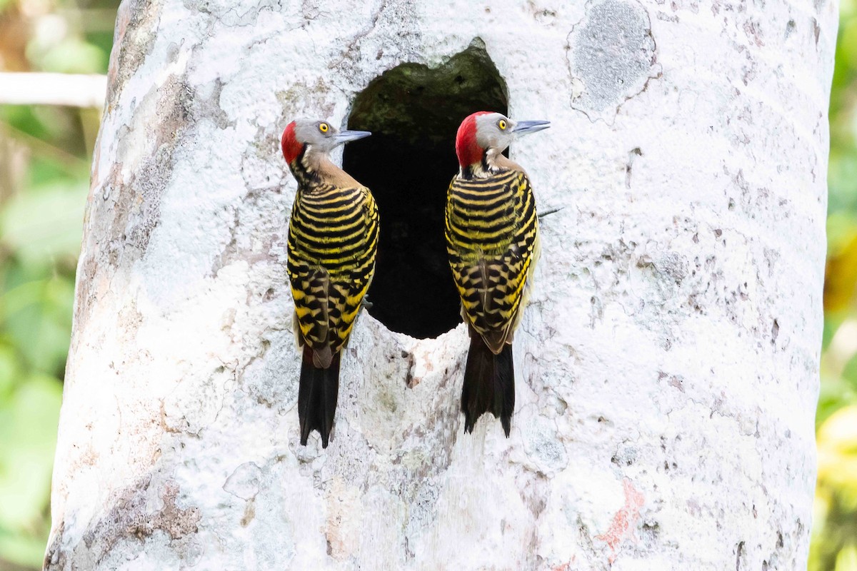 Hispaniolan Woodpecker - ML618422461