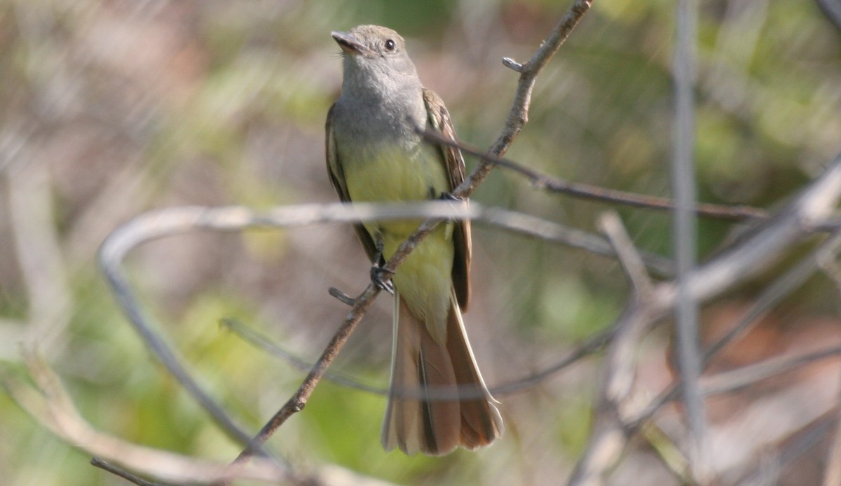 Great Crested Flycatcher - ML618422480