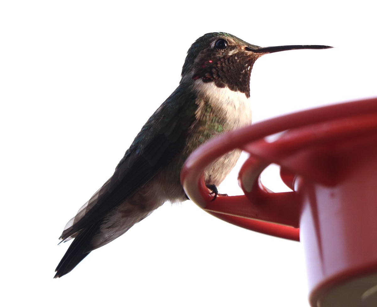 Broad-tailed Hummingbird - ML618422486