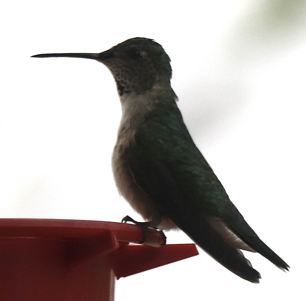 Broad-tailed Hummingbird - ML618422487