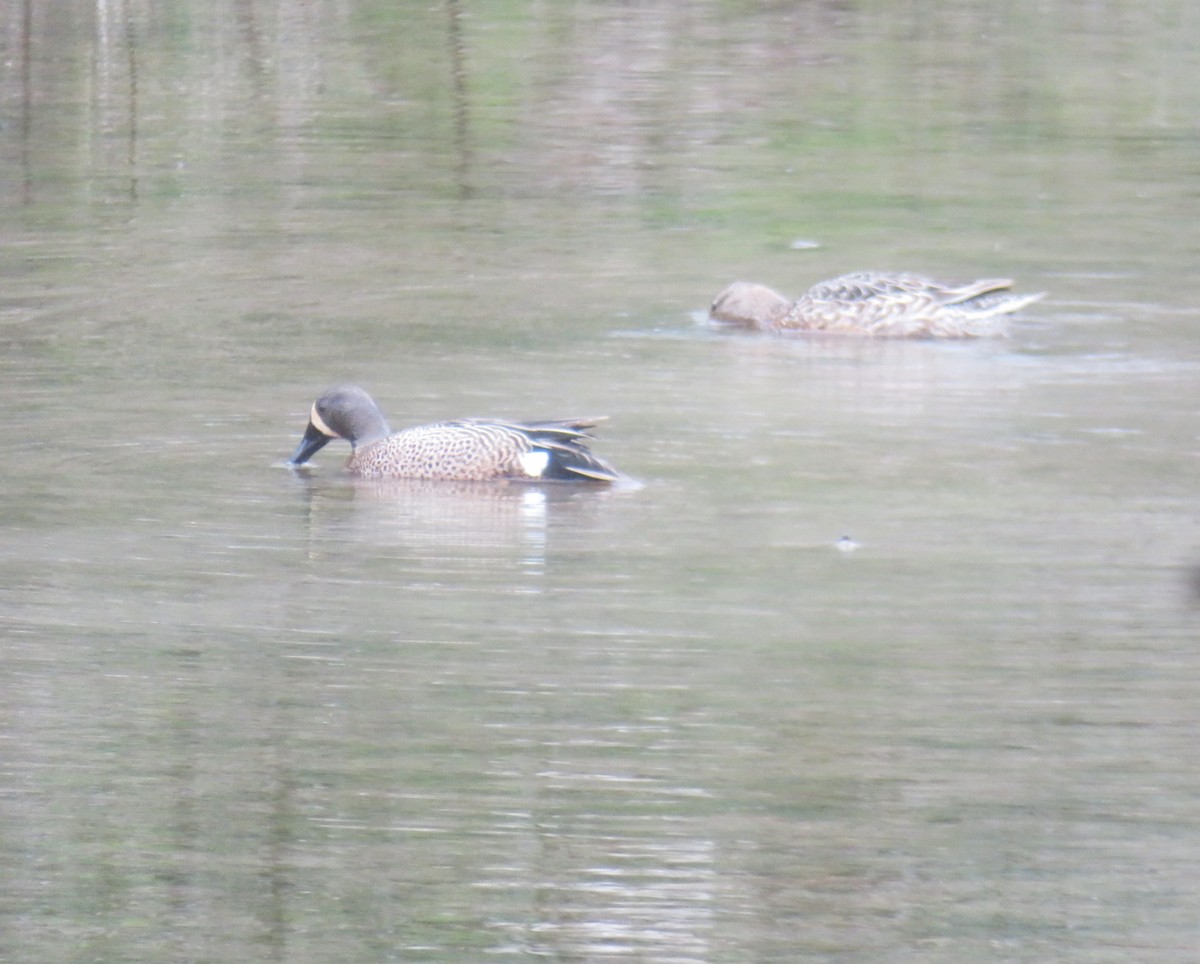 Blue-winged Teal - August Mirabella