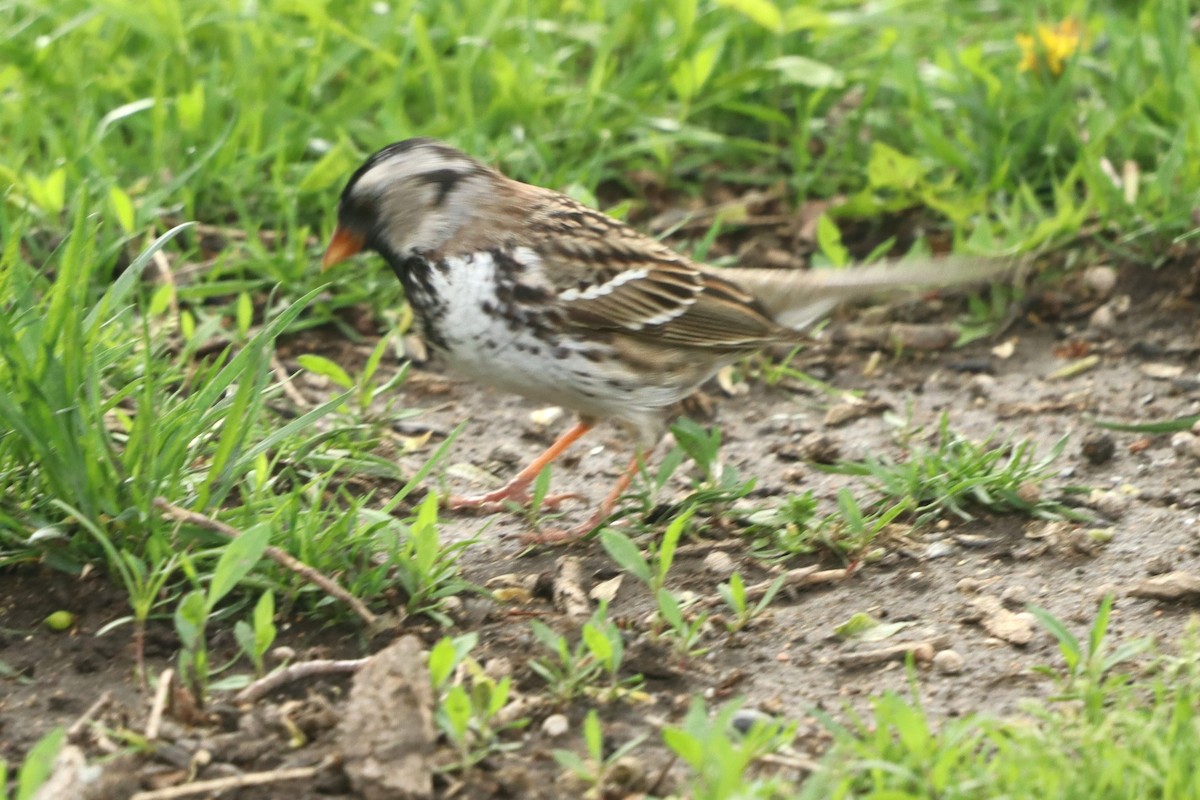 Harris's Sparrow - ML618422501