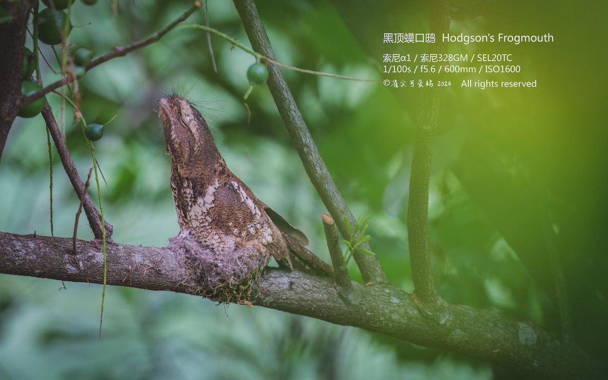 Hodgson's Frogmouth - 雀实可爱 鸦