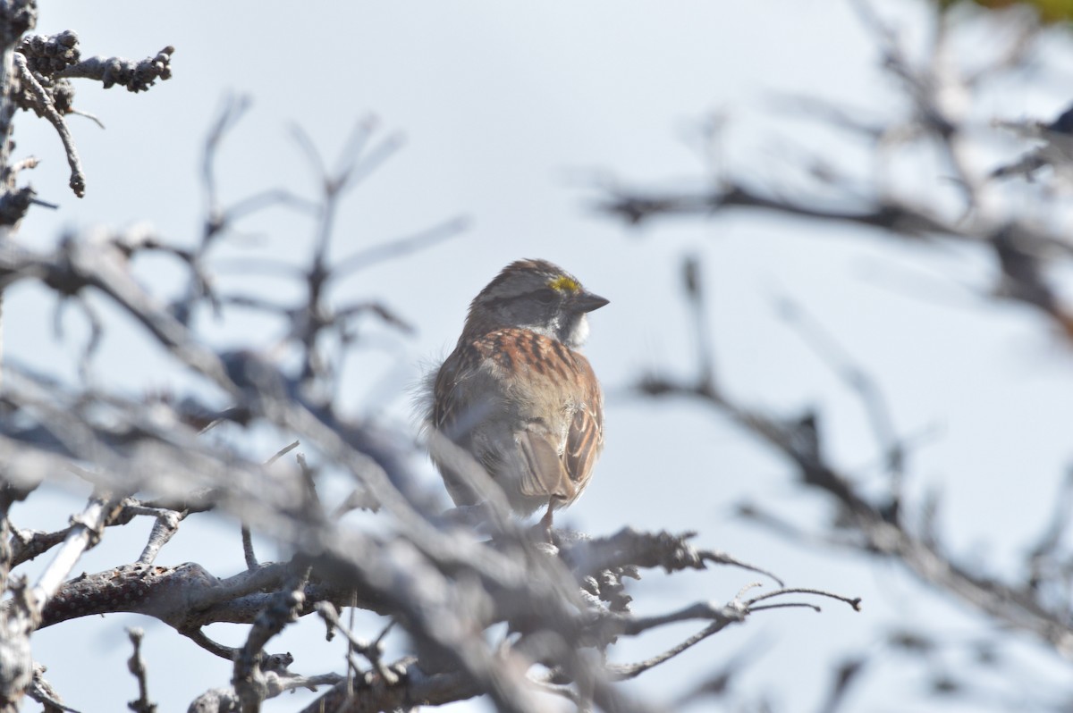 White-throated Sparrow - ML61842251