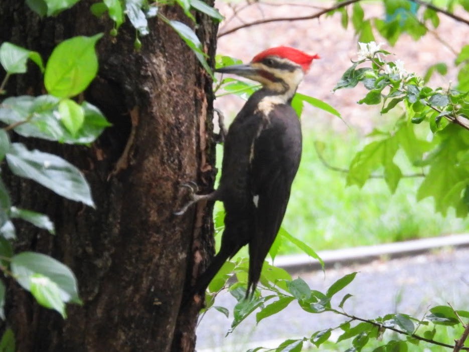 Pileated Woodpecker - ML618422523