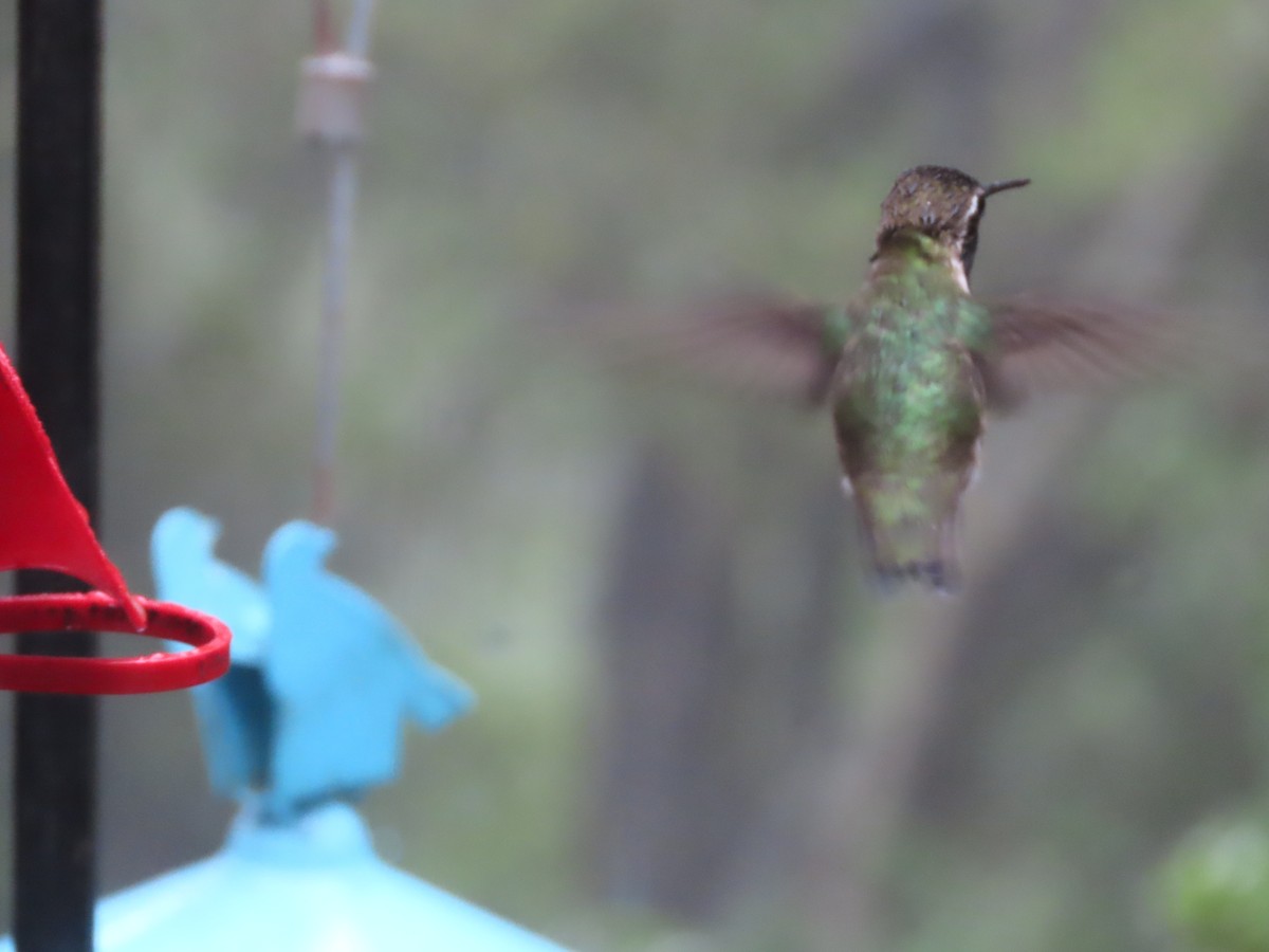 Anna's Hummingbird - ML618422549