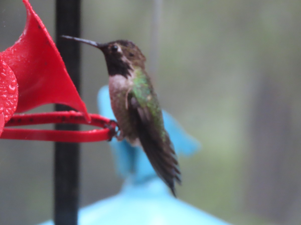Anna's Hummingbird - ML618422551