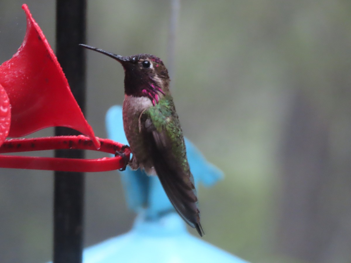 Anna's Hummingbird - ML618422552
