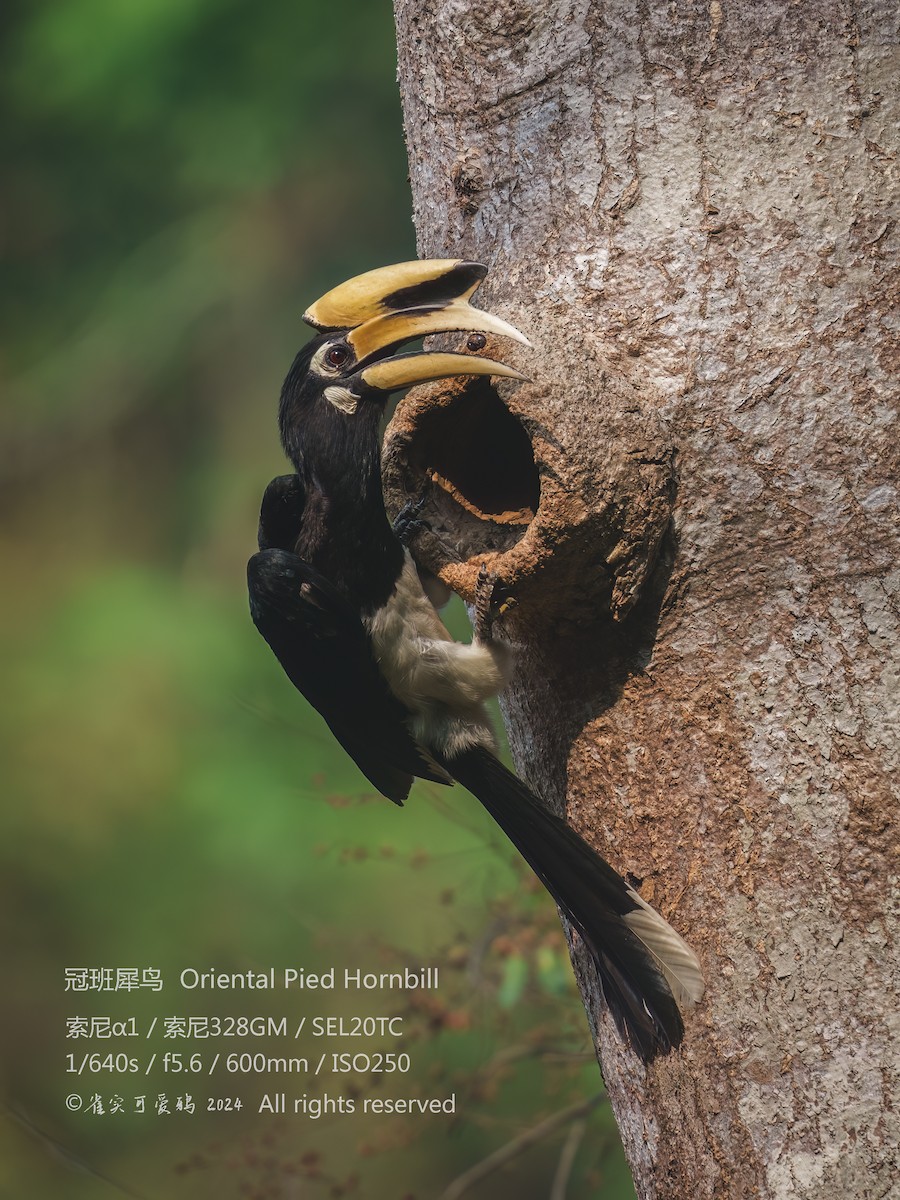 Oriental Pied-Hornbill - 雀实可爱 鸦