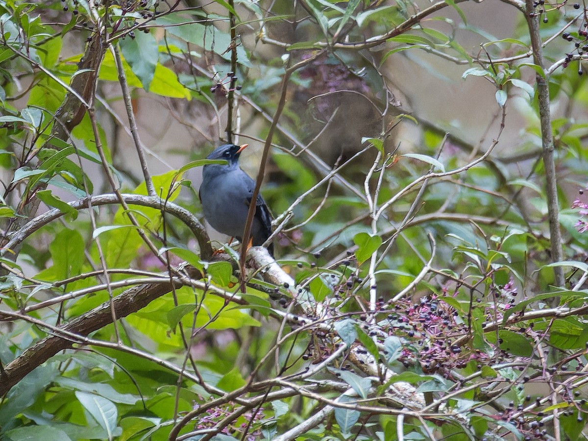 Black-faced Solitaire - ML618422574