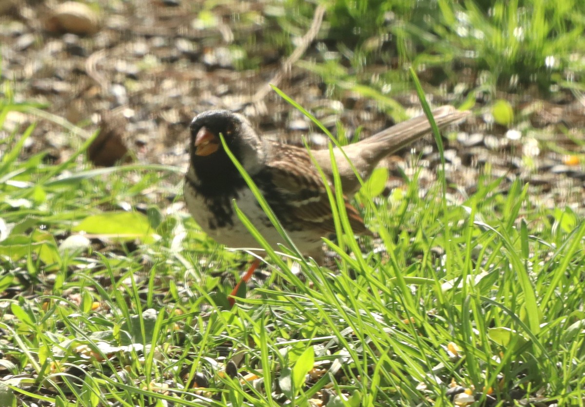 Harris's Sparrow - ML618422583