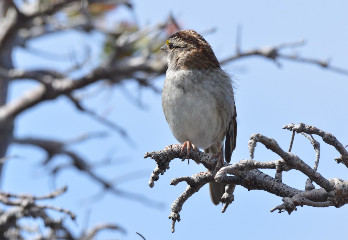 White-throated Sparrow - ML61842261