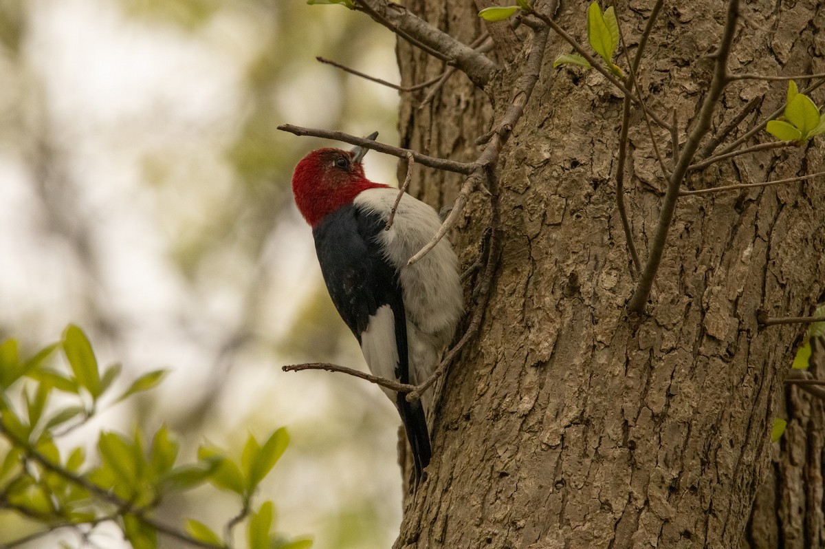 Red-headed Woodpecker - ML618422630